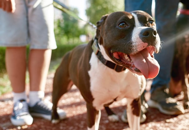 A staffordshire bull terrier walking on a lead with it's owner and another dog.