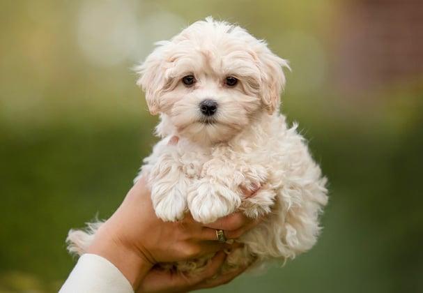 Puppy Maltipoo Dog Maltipoo Dog Breed Guide Temperament, Training