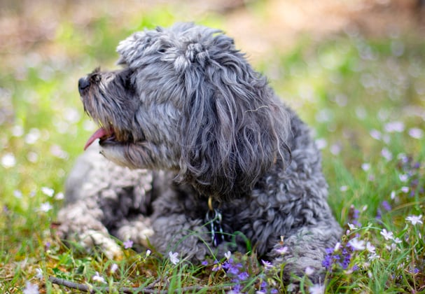 A dog laying in flowers.