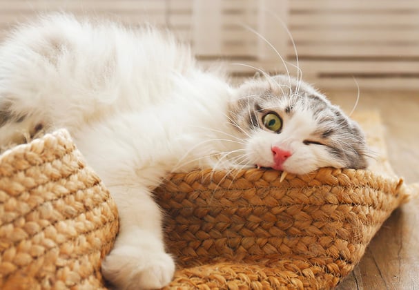 A siberian cat chewing on the edge of a whicker mat.