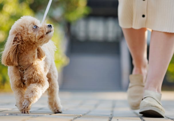 A maltipoo being walked on a sunny day.