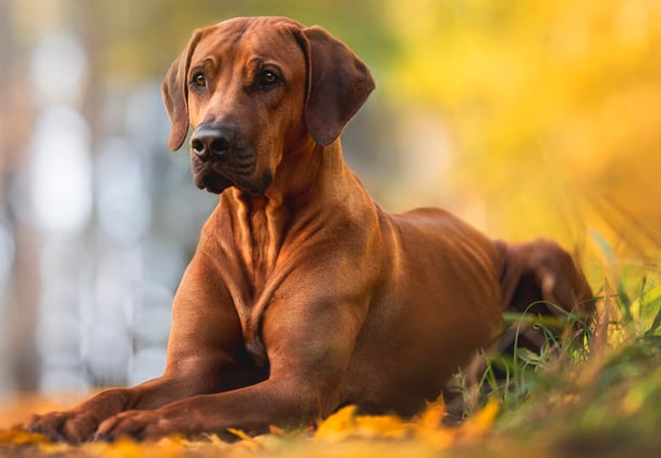 A ridgeback sitting in the grass.