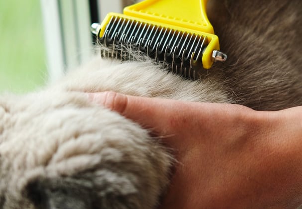 A scottish fold cat being brushed.