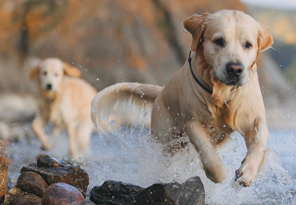 Two golden retrievers bounding through shallow sea water.