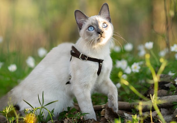 A grey coloured Siamese cat sitting outdoors in a forest.