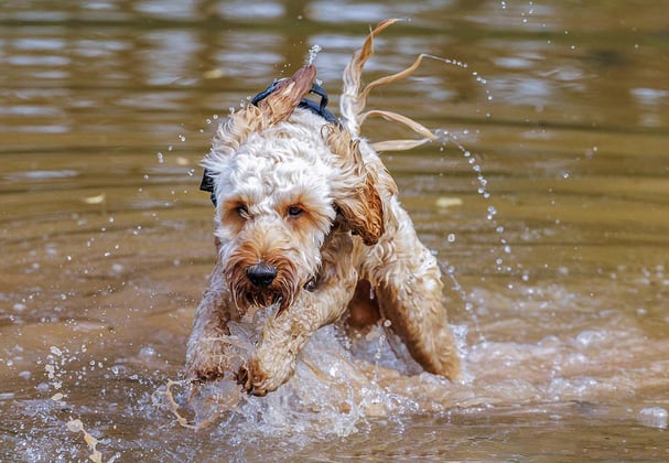 A cockapoo running through water