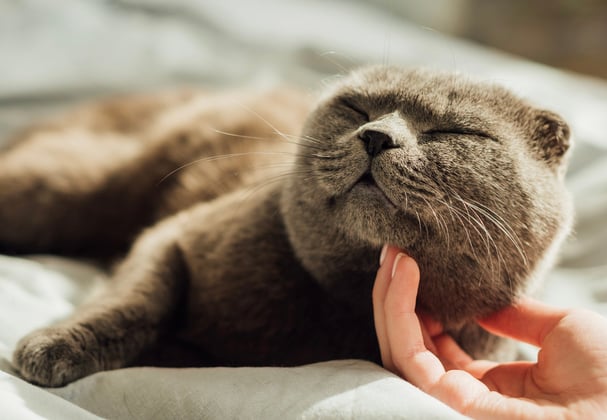 A scottish fold being tickled under his chin.