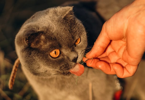 A scottish fold being fed outdoors.