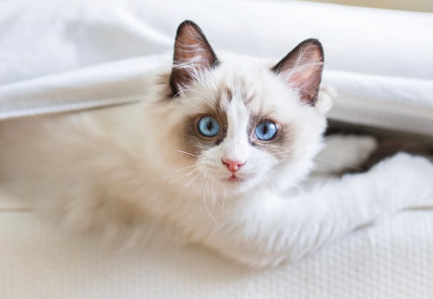 A ragdoll cat peeking out from under a blanket.