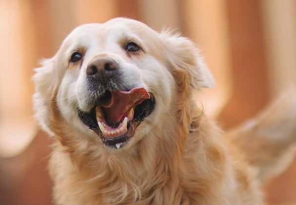 A happy golden retriever with its tongue hanging out.