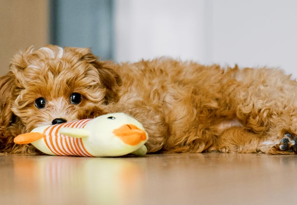 A puppy maltipoo laying down with a toy.