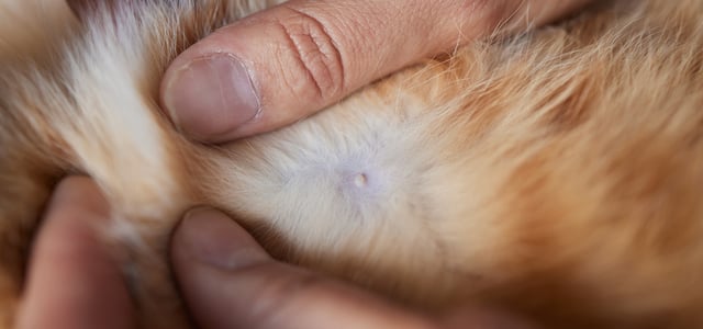 a close up of a cat skin tag
