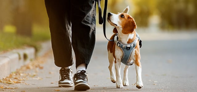 A beagle looking up at their owner on a walk.