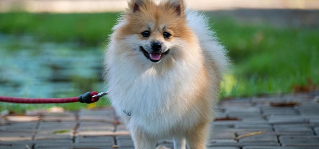 Pomeranian standing on pavement on a lead
