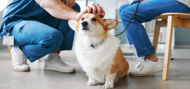Corgi being stroked at the vet