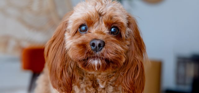 A close up image of a brown Maltipoo.