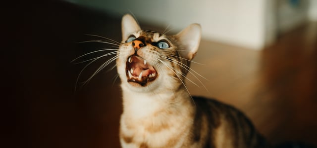 A bengal cat meowing.