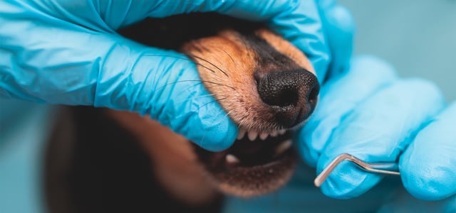 A dog about to have his teeth cleaned.
