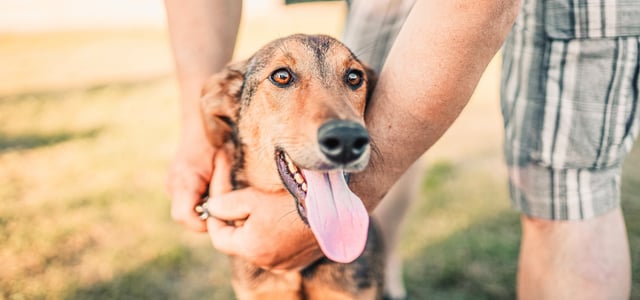 a dog getting a collar put on