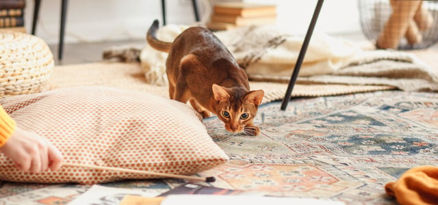A ginger kitten playing indoors.