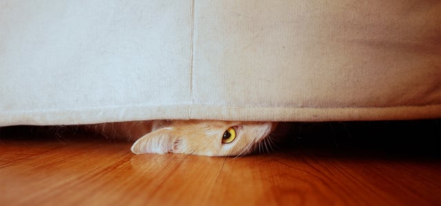 A cat hiding underneath a sofa.