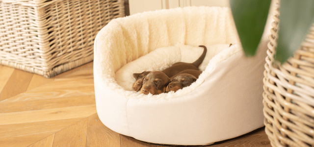 3 dogs asleep in a lords and labradors bed