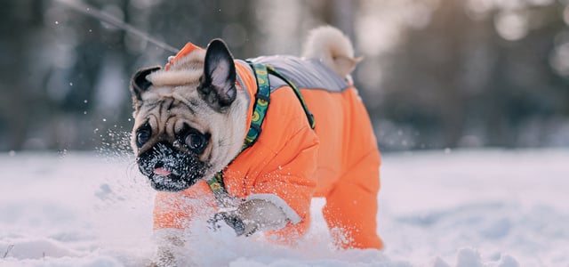A pug wearing an orange snow jacket outdoors.
