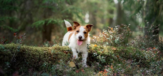 A jack russell jumping over a log.