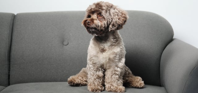 Grey maltipoo sitting on grey couch