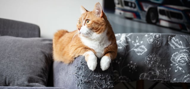 An orange and white cat sitting on the arm of a couch.