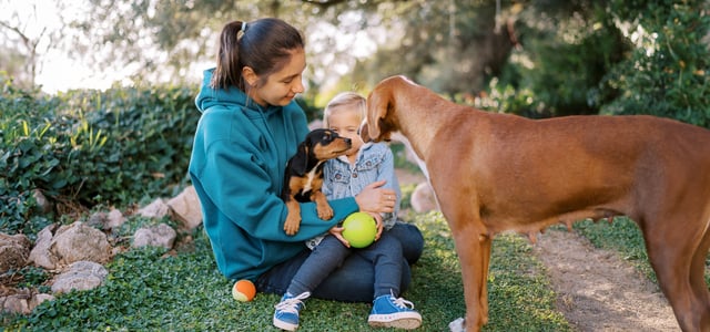 Owner and child with puppy introducing it to an older dog outside