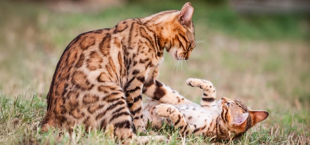 Two Bengal cats playing on the grass