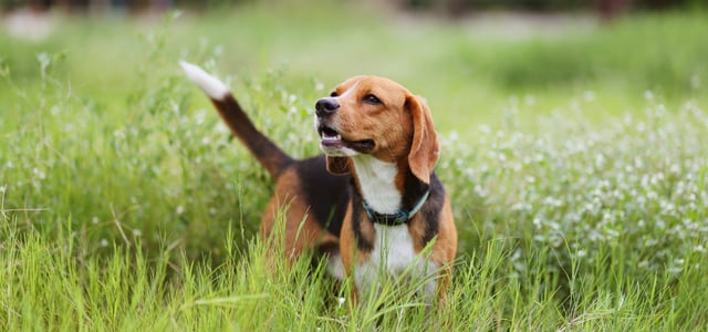 A beagle standing in grass.