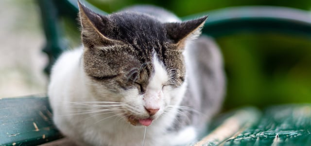 a cat laying on a bench and drooling