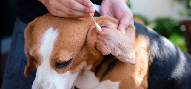 A beagle having his ear cleaned with a cotton bud.