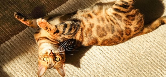 A bengal cat laying down in the sun.