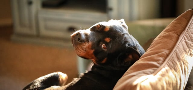 A dog sitting on a sofa and looking back up.
