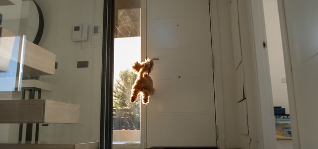 A Cockapoo jumping to bite a door handle.