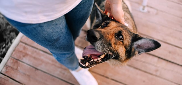 a dog with mouth open looking up happy at it's owner stroking it's head