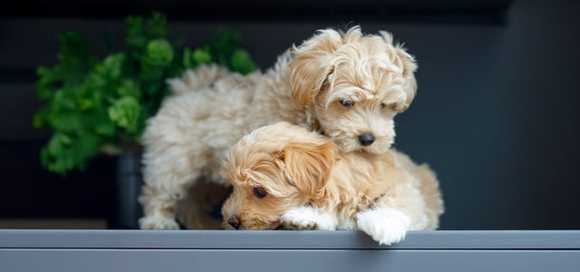 two puppy maltipoos playing on a step