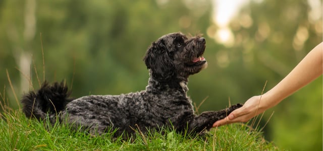 Black maltipoo giving paw to owner outside