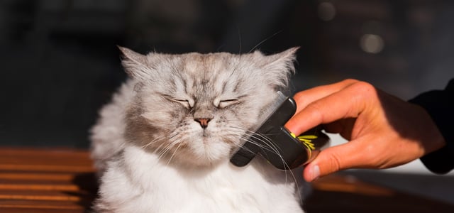 white and grey cat being groomed with furminator with eyes closed