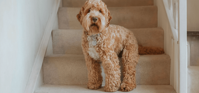 cockapoo with their new haircut
