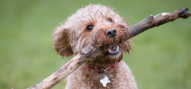 A brown Cockapoo holding a stick.
