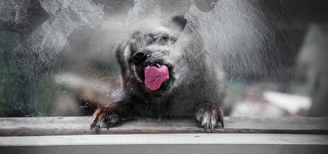 A dog licking a window