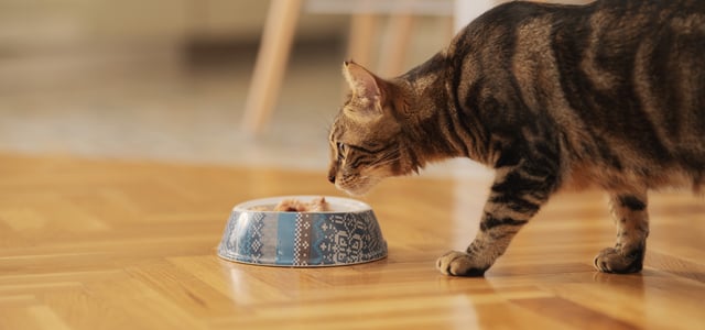 A cat about to eat from a bowl.