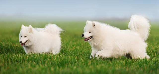 Two samoyeds happily running in grass.