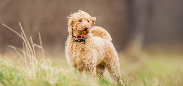 A labradoodle stood in a field.