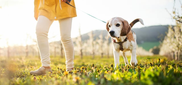 A happy beagle on a sunny walk.