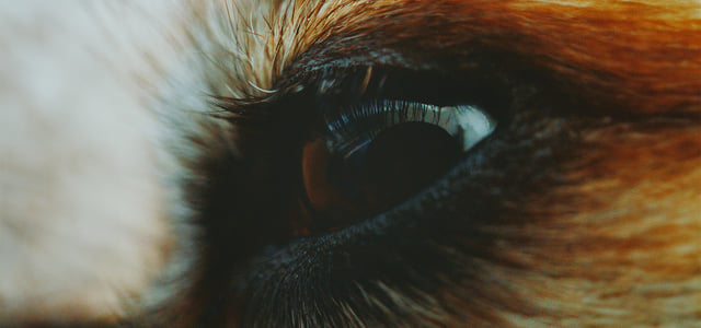 close up of dogs eye